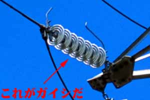 [�K�C�V(�V�q)�̎ʐ^]