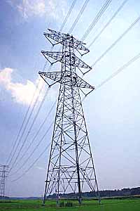 [�j���`�S���̎ʐ^]